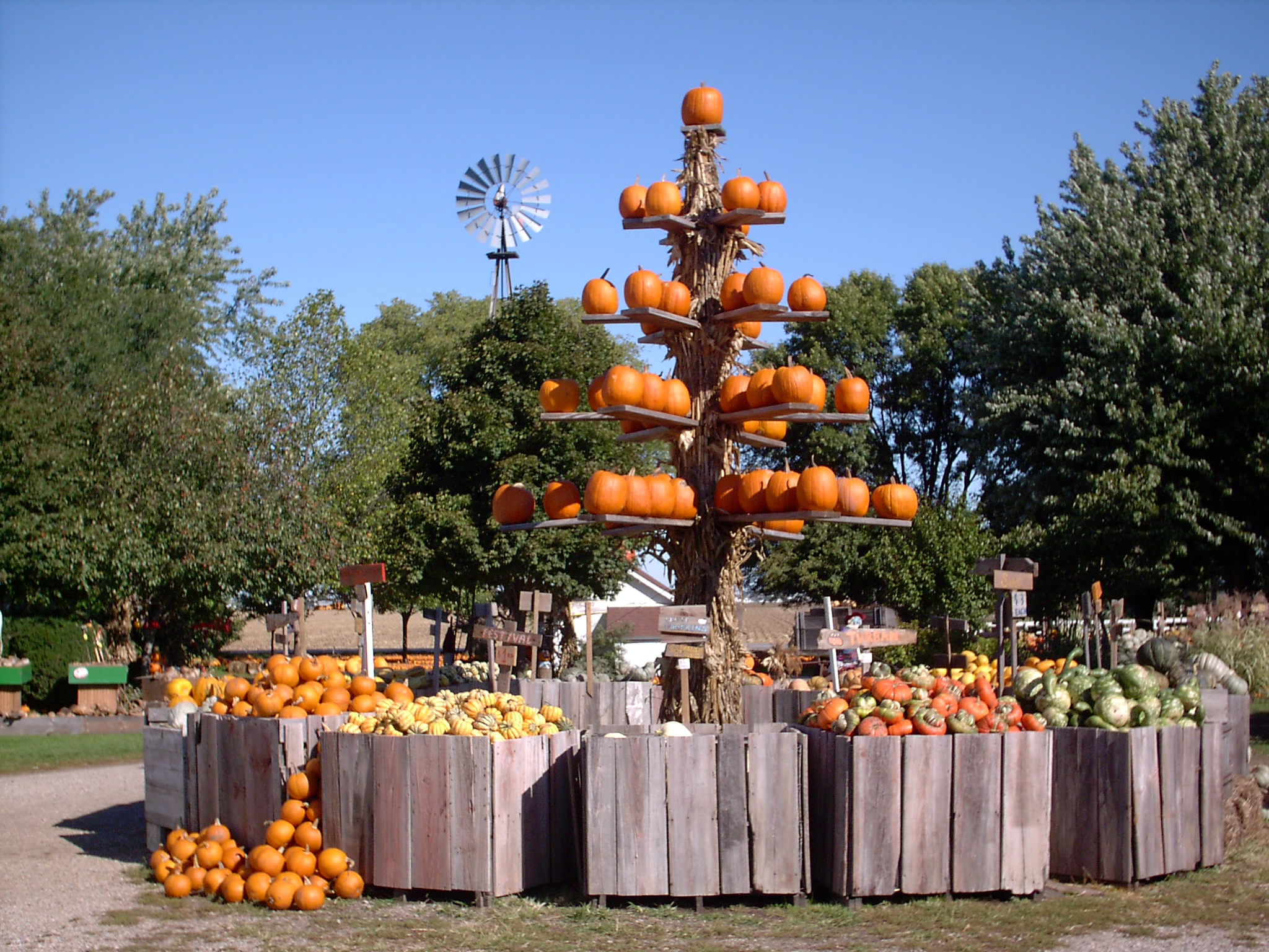 Pumpkins Buckets